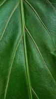 a close up of a green leaf with a few veins photo