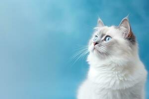 AI Generated Cat on Pastel Background photo