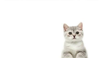 AI Generated Cat Isolated on White photo