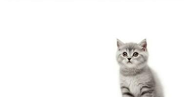 AI Generated Cat Isolated on White photo