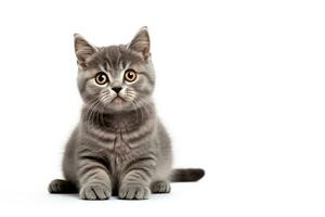 AI Generated Cat Isolated on White photo