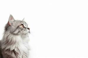 AI Generated Cat Isolated on White photo