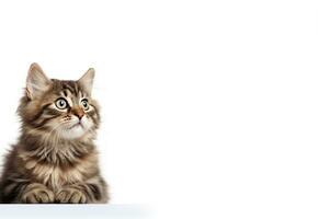 AI Generated Cat Isolated on White photo