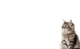 AI Generated Cat Isolated on White photo