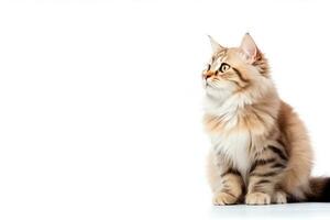 AI Generated Cat Isolated on White photo