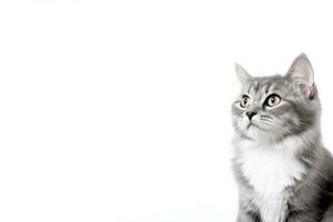 AI Generated Cat Isolated on White photo