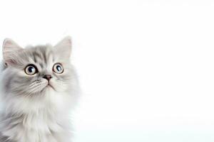 AI Generated Cat Isolated on White photo