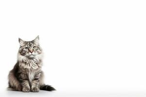 AI Generated Cat Isolated on White photo