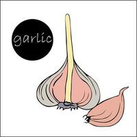 illustration half garlic and one clove, drawn by hand.  Half head of garlic with dry stalk and one clove of garlic. Harvest time. Farmer's market product, isolated vegetable. vector