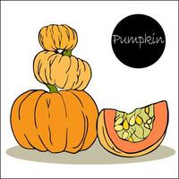 set of three whole orange pumpkins stacked and cut piece with seeds. Harvest season. Celebrating Halloween and Thanksgiving. vector