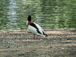 common shelduck duck scient. name Tadorna tadorna bird animal photo