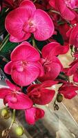 Pink orchids in vase on wooden background, close up photo