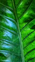 Close up of a green leaf texture. Abstract background and texture for design. photo