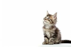 AI Generated Cat Isolated on White photo