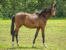 Horses in westphalia photo