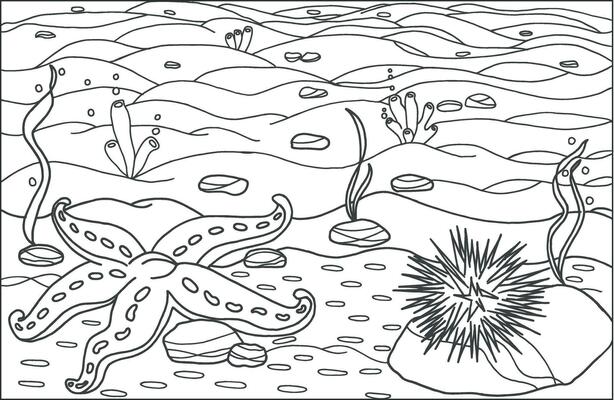 A starfish with little star. Coloring page, hand drawn for