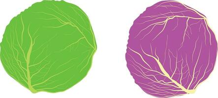 cabbage illustration Vector red and green  cabbage isolated on background