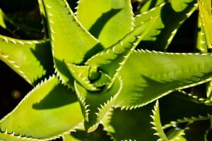 an aloe vera plant with many sharp leaves photo