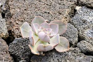 a small succulent plant growing out of a rock photo