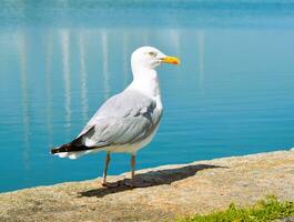 Gaviota en el puerto foto