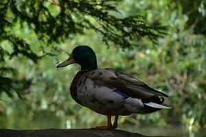 pato en la naturaleza foto