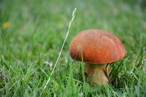 A Single Brown Mushroom photo