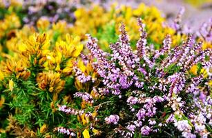 Purple heathers and Yellow Goarse photo