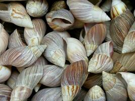 un grande pila de conchas con diferente colores foto