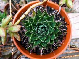 a small plant with green leaves in a pot photo