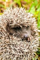 a hedgehog is curled up in the grass photo