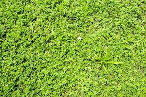 a green grassy field with some weeds photo