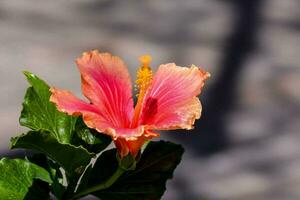 a red flower is blooming on a bush photo