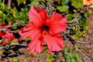 a red flower is blooming on a bush photo