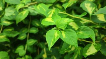 bigleaf pervinca, anche conoscere come vinca maggiore è un' perenne terra copertina quello sembra piace un' più grandi versione. grande pervinca, maggiore pervinca e blu pervinca. video