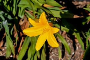 a yellow lily is growing in the sun photo