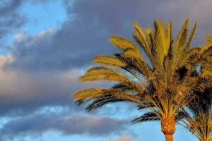 palm trees against the sky photo