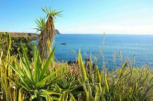 a view of the ocean and plants near the shore photo