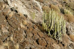 cactus plants in the desert with clouds in the background photo