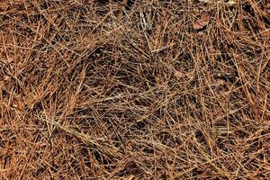 pine needles background photo