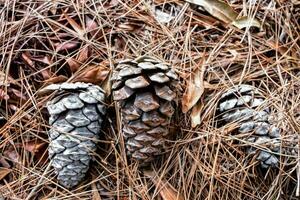 three pine cones are laying on the ground photo