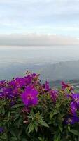 Morgen Landschaft schön Blumen und Ansichten von phu thap Buch video