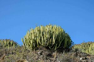 a cactus plant growing on a hillside photo