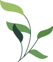 leaf flower isolated plant png