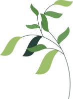 leaf flower isolated plant png