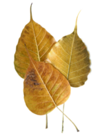 Bodhi leaf gold png