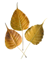 Bodhi feuille or png