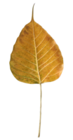 Bodhi feuille or bouddhisme feuille png