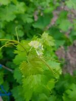 A bough of the vine before grape production photo