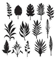 Big set silhouettes of different field palm leaves plants pattern set of black and white vector illustrations different trees branches leaves black silhouette