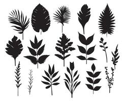 Large set of silhouettes of different field palm leaves plants pattern set of black and white vector illustrations different palm leaves plants black silhouette